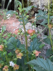 Scrophularia trifoliata