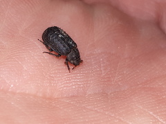 Trox scaber