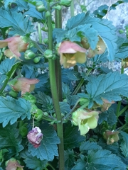 Scrophularia trifoliata