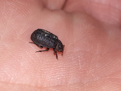Trox scaber