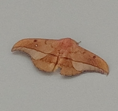 Cricula trifenestrata