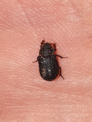 Trox scaber