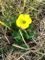 Oxalis sellowiana
