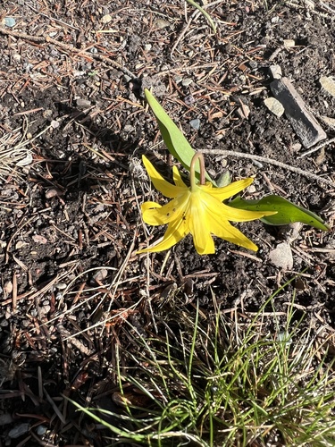 iNaturalist observation 2022-05-16