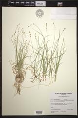 Carex disperma