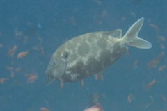 Brown-Spotted Spinefoot photo 3
