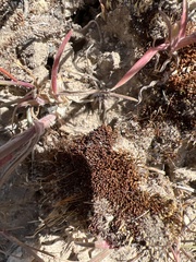 Aphyllon fasciculatum