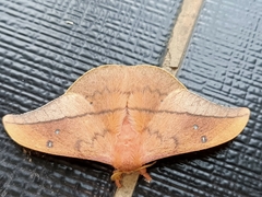 Cricula trifenestrata