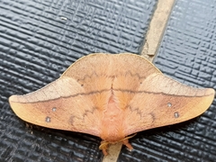 Cricula trifenestrata