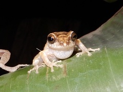 Raorchestes anili