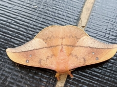 Cricula trifenestrata