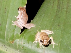 Raorchestes anili