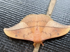 Cricula trifenestrata