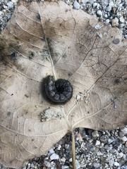 Lepidoptera