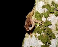 Raorchestes anili