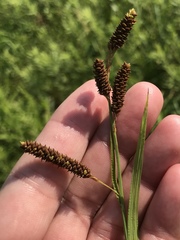 Carex shortiana