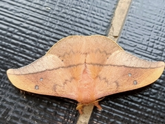 Cricula trifenestrata