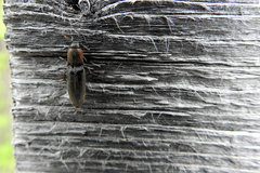 Agriotes fucosus
