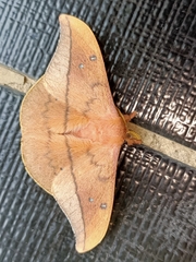 Cricula trifenestrata