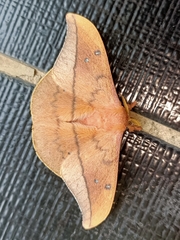 Cricula trifenestrata