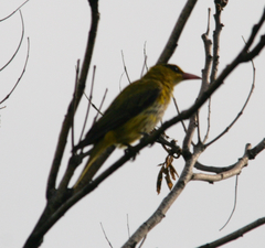 Oriolus chinensis