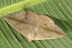 Oxydia peosinata