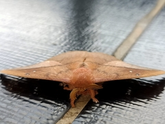 Cricula trifenestrata