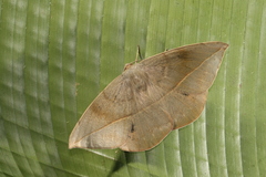 Oxydia peosinata