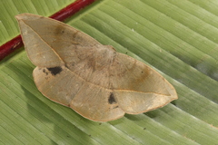 Oxydia peosinata