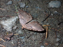 Triphosa