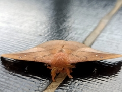 Cricula trifenestrata