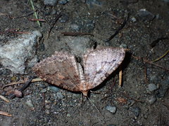 Triphosa