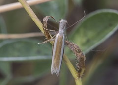 Pleurota aristella