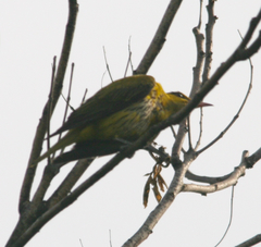 Oriolus chinensis