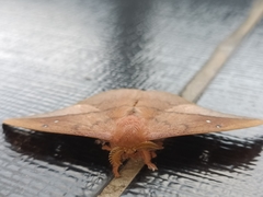 Cricula trifenestrata