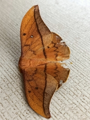 Cricula trifenestrata