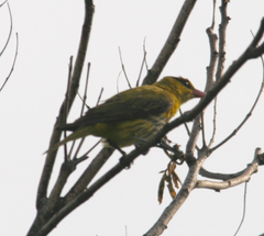 Oriolus chinensis