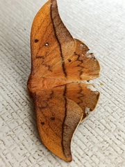 Cricula trifenestrata