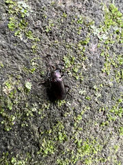 Osmoderma scabra