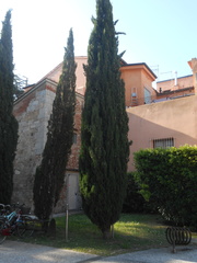 Cupressus sempervirens