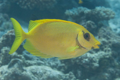 Siganus corallinus