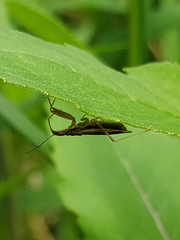 Nabis roseipennis