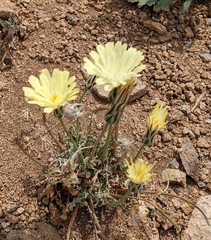 Anisocoma acaulis
