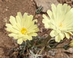 Anisocoma acaulis