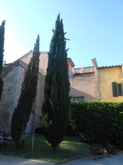 Cupressus sempervirens