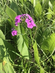 Phlox glaberrima interior