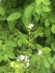Alliaria petiolata