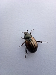 Blitopertha lineolata