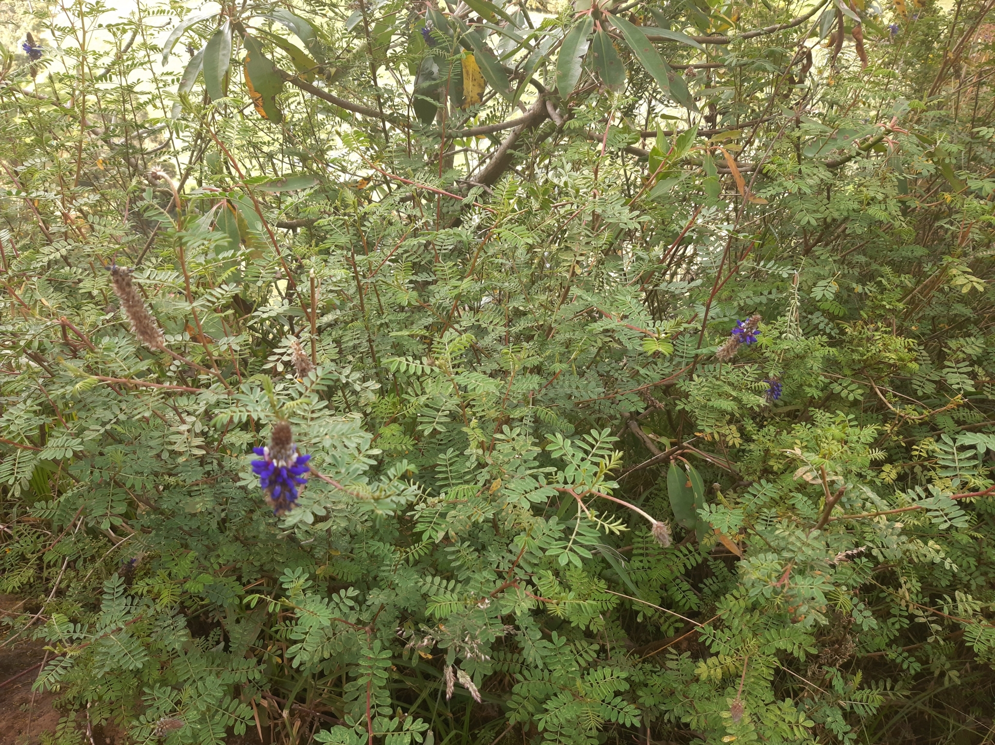 Dalea coerulea image