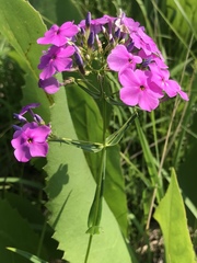 Phlox glaberrima interior
